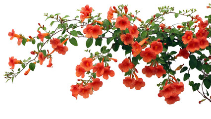 PNG of Vibrant orange trumpet flowers bloom gracefully against lush green leaves.