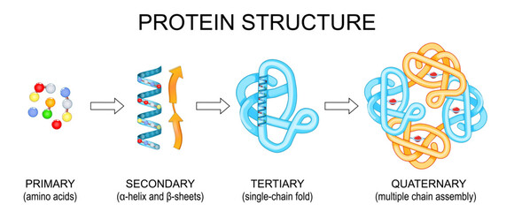 Protein structure