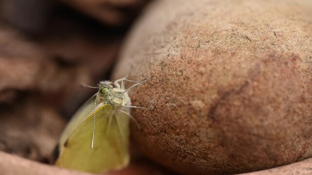 Large cabbage white butterfly, pieris brassicae, resting on a rock shortly after emerging from a chrysalis