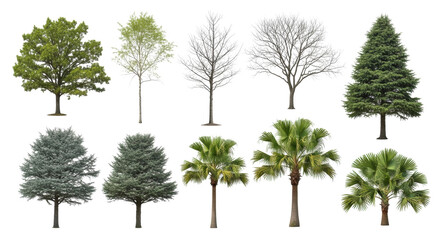 Obraz premium Hyper-detailed oak, birch, bare deciduous, pine, spruce, coconut, date, fan palms, isolated on a transparent studio background with copy space. Concept of botanical diversity and study