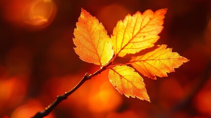 Golden Autumn Leaves Backlit Close-up, Vibrant Colors, Nature Photography, Fall Foliage, Macro Autumn, Photography