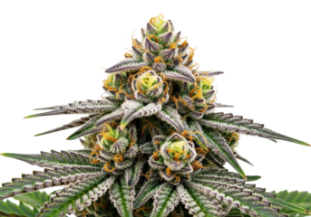 Vibrant cannabis cola, emerald green with purple hues, frosty trichomes, orange pistils, macro close-up on transparent studio background with copy space, soft shadows, concept of botanical study