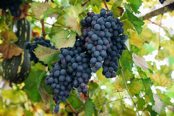 Bunches of ripe grapes for wine production in vineyards. There are large clusters of dark grapes hanging in the garden. Natural background.