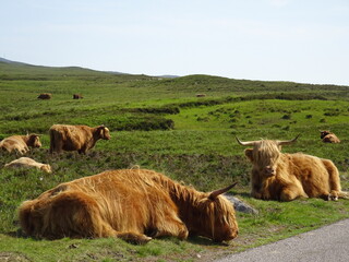 Scottish cows 
