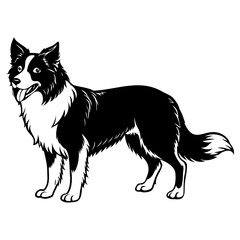 Black and white illustration of a border collie dog standing