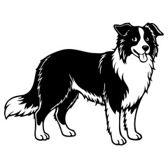 Black and white border collie dog standing sideways