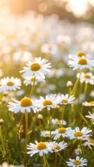 Fototapeta premium Field of daisies bathed in sunlight
