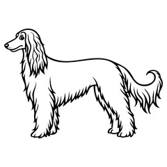 Afghan hound dog standing in profile view with long fur and elegant posture