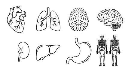 Anatomical illustrations showcasing human organs and skeletons, perfect for medical diagrams, educational resources, or health awareness campaigns