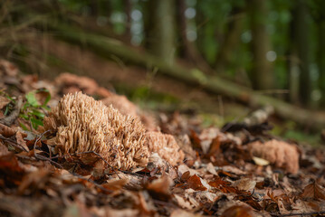 Coral-like fungi cluster in autumn forest. A beige coral fungus growing among fallen leaves and twigs in a wooded area. The intricate structure and earthy tones evoke biodiversity and the hidden beaut