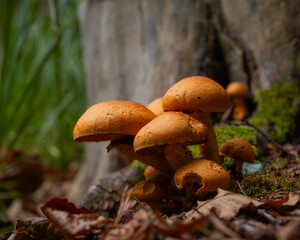Cluster of orange mushrooms at tree base. Group of orange-brown mushrooms growing at the base of a tree in a forest setting. Overlapping caps and bark textures create a rich, natural composition full 