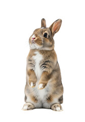 Young rabbit with mottled fur, white chest patch, standing on hind legs, head tilted, bright white studio background, high-key lighting, concept of pure cuteness