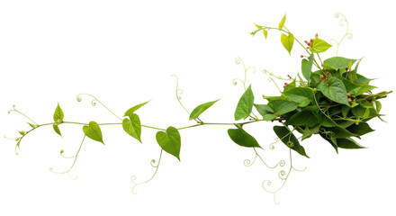 Vibrant green climbing vine with heart-shaped leaves and curling tendrils, reddish flower buds on right, arranged horizontally on a transparent background with copy space, clean overhead flat lay