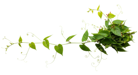 Vibrant green climbing vine with heart-shaped leaves and curling tendrils, reddish flower buds on right, arranged horizontally on a transparent background with copy space, clean overhead flat lay