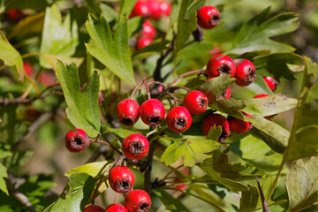 Obraz premium Close-up of ripe red hawthorn berries growing on branch among green leaves in natural sunlight during autumn season
