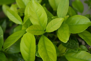 Bright green leaves close-up — vibrant natural background symbolizing growth, freshness, and eco design. Perfect for spa, hotel, wellness, architecture, and sustainability branding. Ideal for use in w