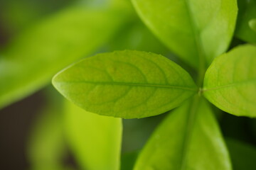 Bright green leaves close-up — vibrant natural background symbolizing growth, freshness, and eco design. Perfect for spa, hotel, wellness, architecture, and sustainability branding. Ideal for use in w