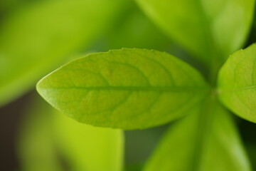Bright green leaves close-up — vibrant natural background symbolizing growth, freshness, and eco design. Perfect for spa, hotel, wellness, architecture, and sustainability branding. Ideal for use in w