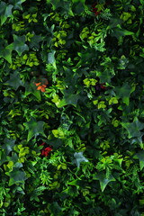 Artificial green ivy wall &mdash; realistic leaf texture used for interior decoration, hospitality design, and eco-style branding. Perfect background for hotels, restaurants, spas, architecture projects, an
