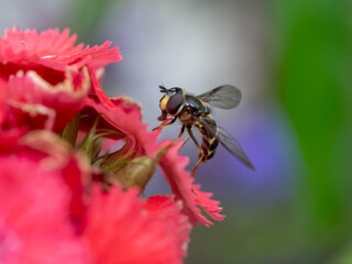 Yellow girdled fleckwing hoverfly on a Dianthus flower