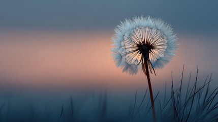 Backlit Dandelion Seed Head with Dew Drops Against Soft Gradient Sky
