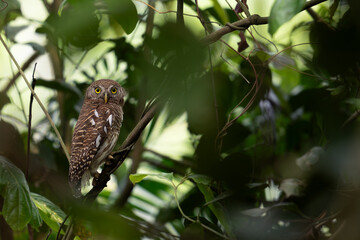 Jungle owlet