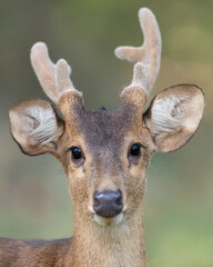 Deer portrait