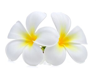 Naklejka premium Two white plumeria flowers against white background