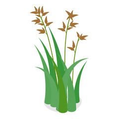 3D Isometric Flat  Set of Lake Aquatic Plants. Item 6