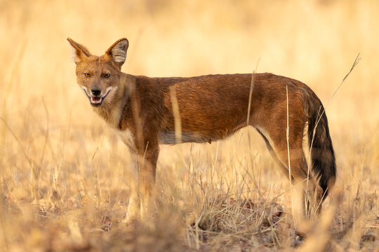 Dhole front