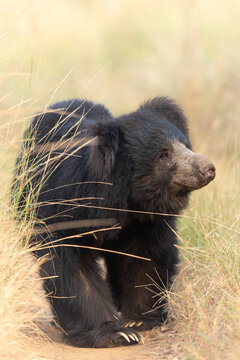 Sloth bear 1