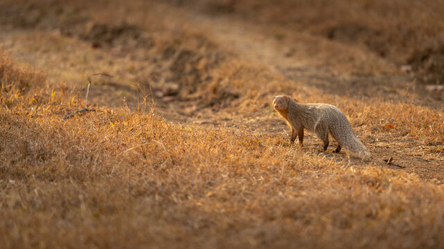 Mongoose