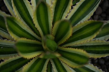 Macro photo of agave plant with green leaves and thorny edges. Botanical texture background for eco design, spa, and nature concepts.