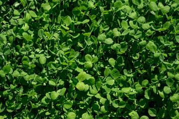 Field pea seedlings emerging in a field. It is a type of pea of the species Pisum sativum or dun...