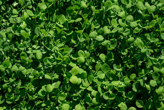 Field pea seedlings emerging in a field. It is a type of pea of the species Pisum sativum or dun pea. They are grown as a winter cover crop to fix nitrogen, for human consumption and stockfeed.