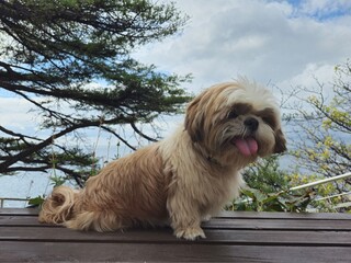 shih tzu dog walks in the park in the summer 