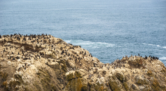 The Rocky Coast of the Pacific Northwest