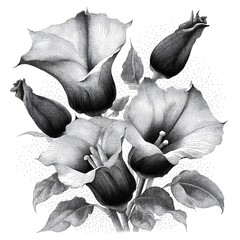 Detailed greyscale flower illustration