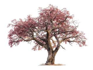 PNG of Majestic old tree with vibrant pink foliage, showcasing nature's beauty and resilience.