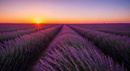 Lavender Field Sunrise Landscape Photography.