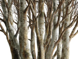 PNG of Close-up of tall, slender trees with textured bark, creating a serene woodland atmosphere.
