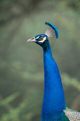 Peacock portrait