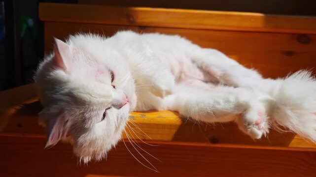 Soft white persian cat basking in warm sunlight, leisurely shifting position while resting on wooden steps, radiating calm and comfort