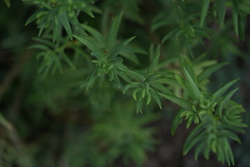 green plant leaves with pointed shapes, captured in macro photography. Soft blurred background with natural bokeh effect creates a fresh and organic look. Perfect for botanical, eco, and nature-relate