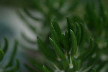 green succulent plant. Macro photography showing natural symmetry and texture. Perfect for eco-themed designs, backgrounds, or botanical content	
