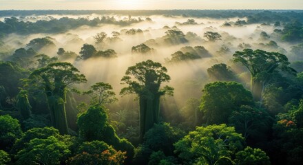 Majestic Sunrise over Baobab Trees in African Savanna.