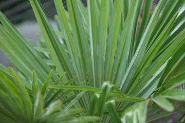 green tropical palm leaves with natural texture. Macro palm frond background for summer, exotic and nature concepts.