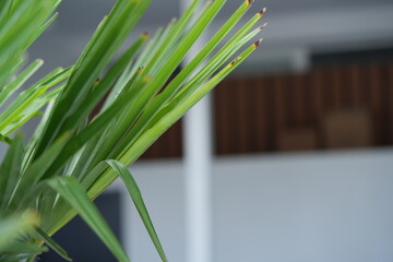 green tropical palm leaves with natural texture. Macro palm frond background for summer, exotic and nature concepts.