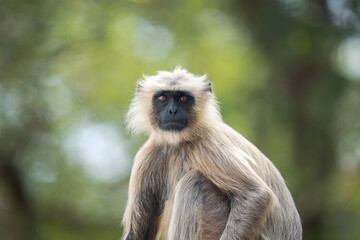 Monkey portrait