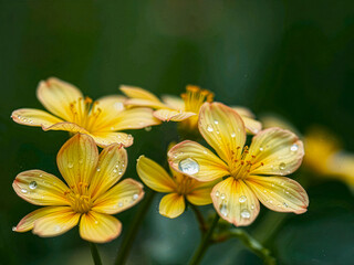 Fototapeta premium Yellow Flowers with Dew Drops in Morning Light